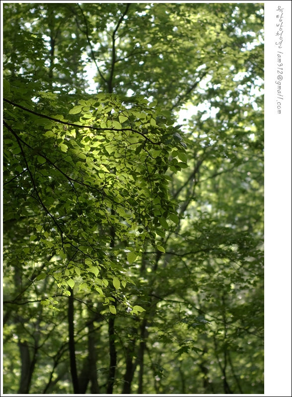 사용자 삽입 이미지