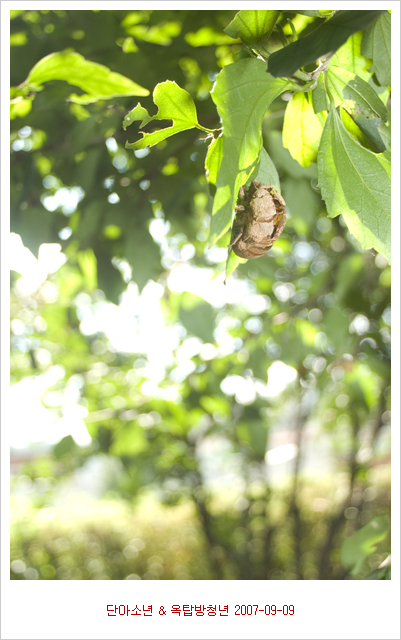 사용자 삽입 이미지